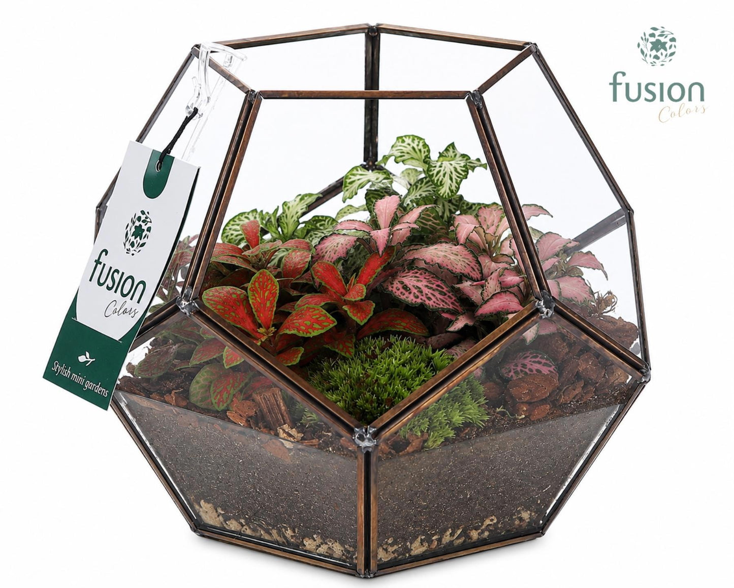 Fusioncolors BV Geometrisch planter Medium met Fittonia arrangement Pack of 3