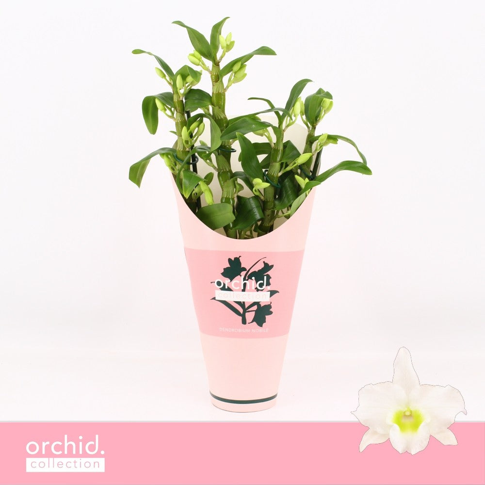 Dendrobium Apollon 40cm 12cm Pot