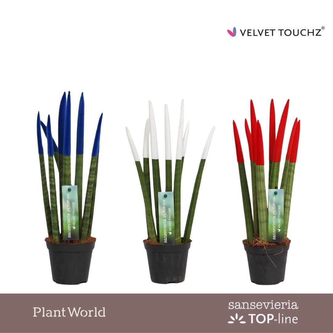 Sansevieria cylindrica 35cm 8.5cm Pot