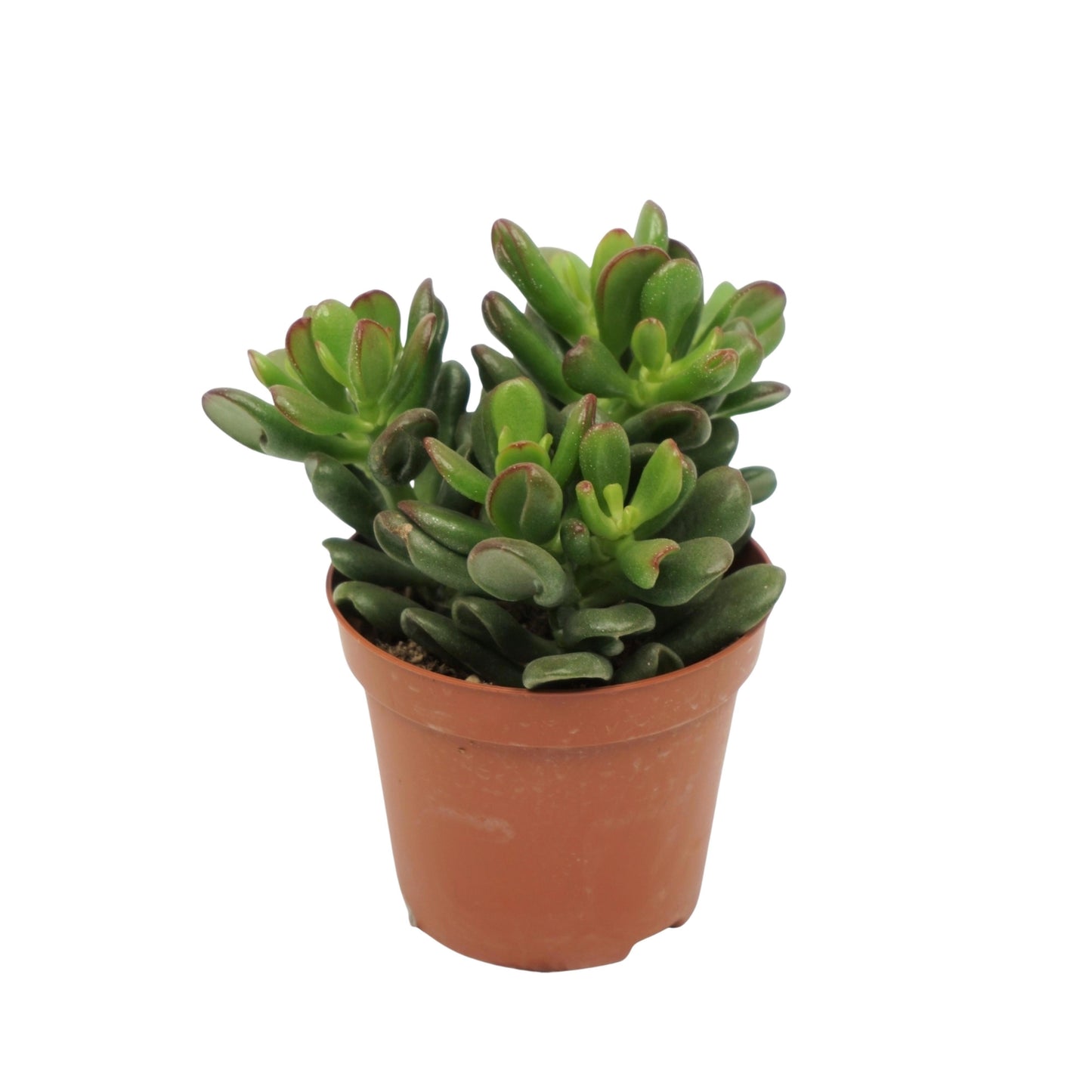 Crassula Gandalf 10cm 8.5cm Pot