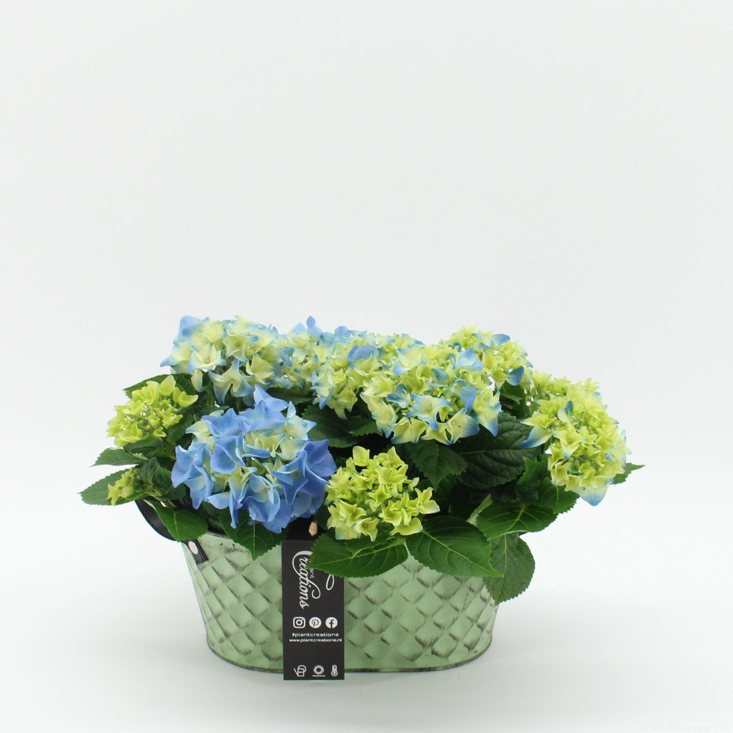 KHCR-2623B Hydrangea creatie 30cm 25cm Pot