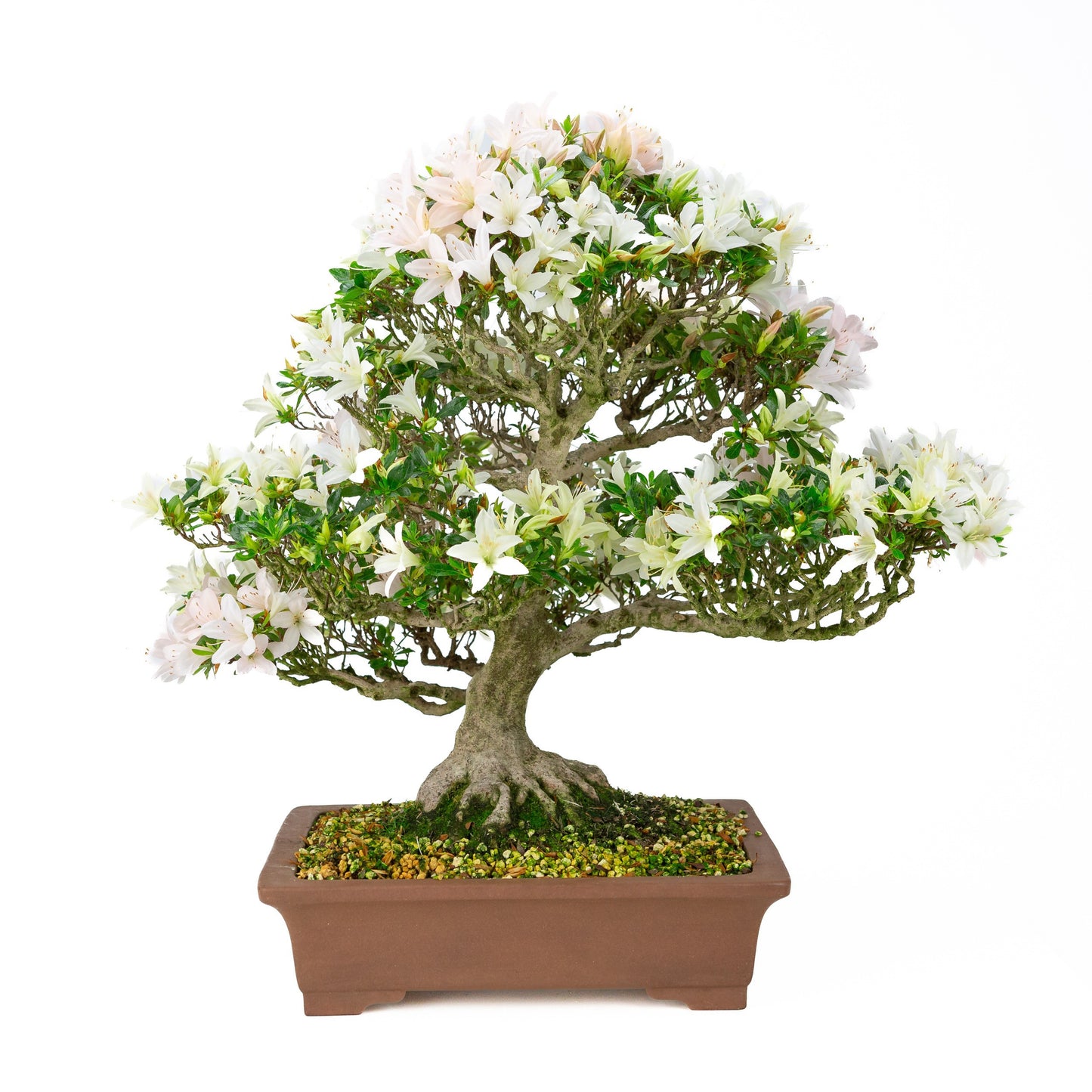 Bonsai Metasequoia Forest 53cm 32cm Pot
