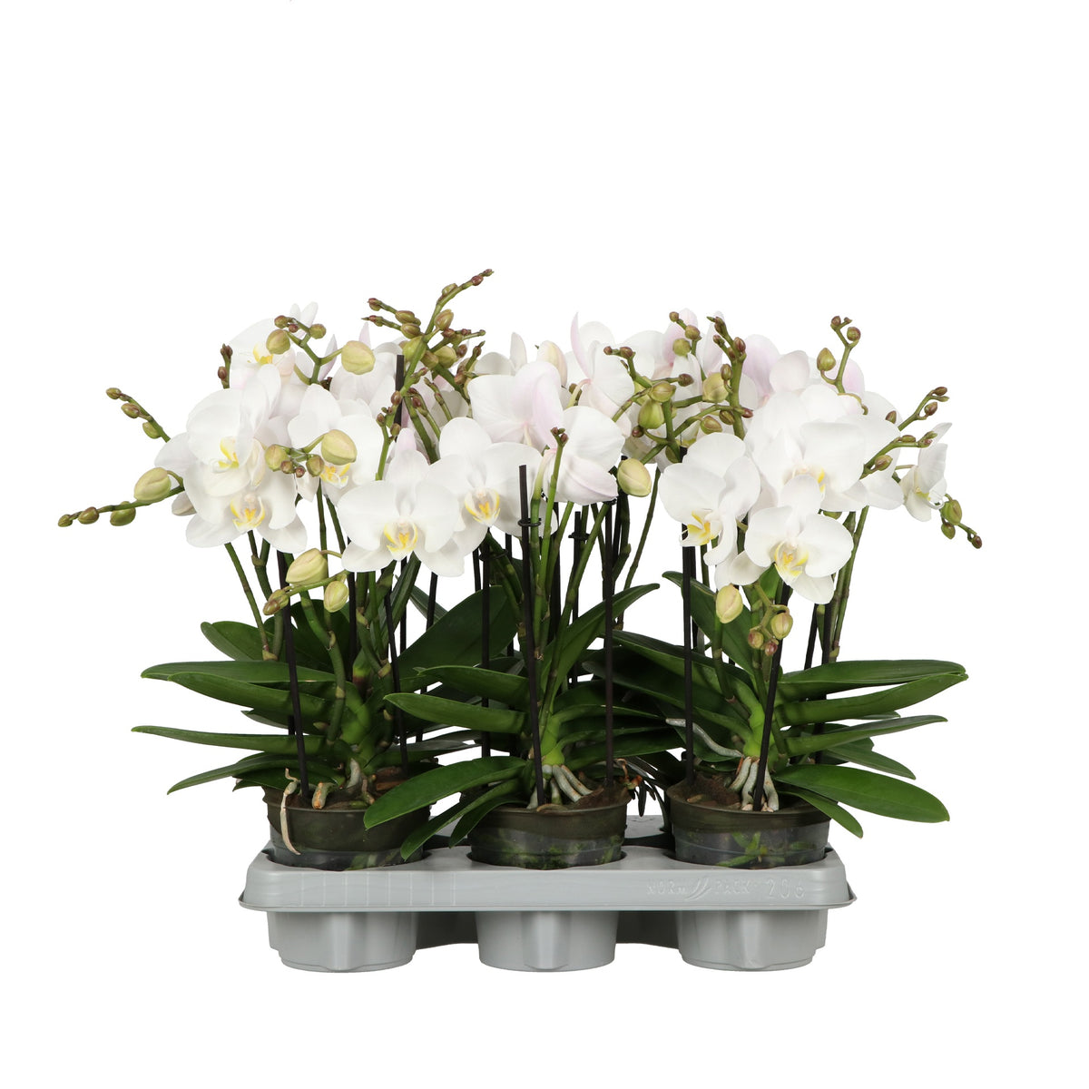 Phalaenopsis white 40cm 12cm Pot