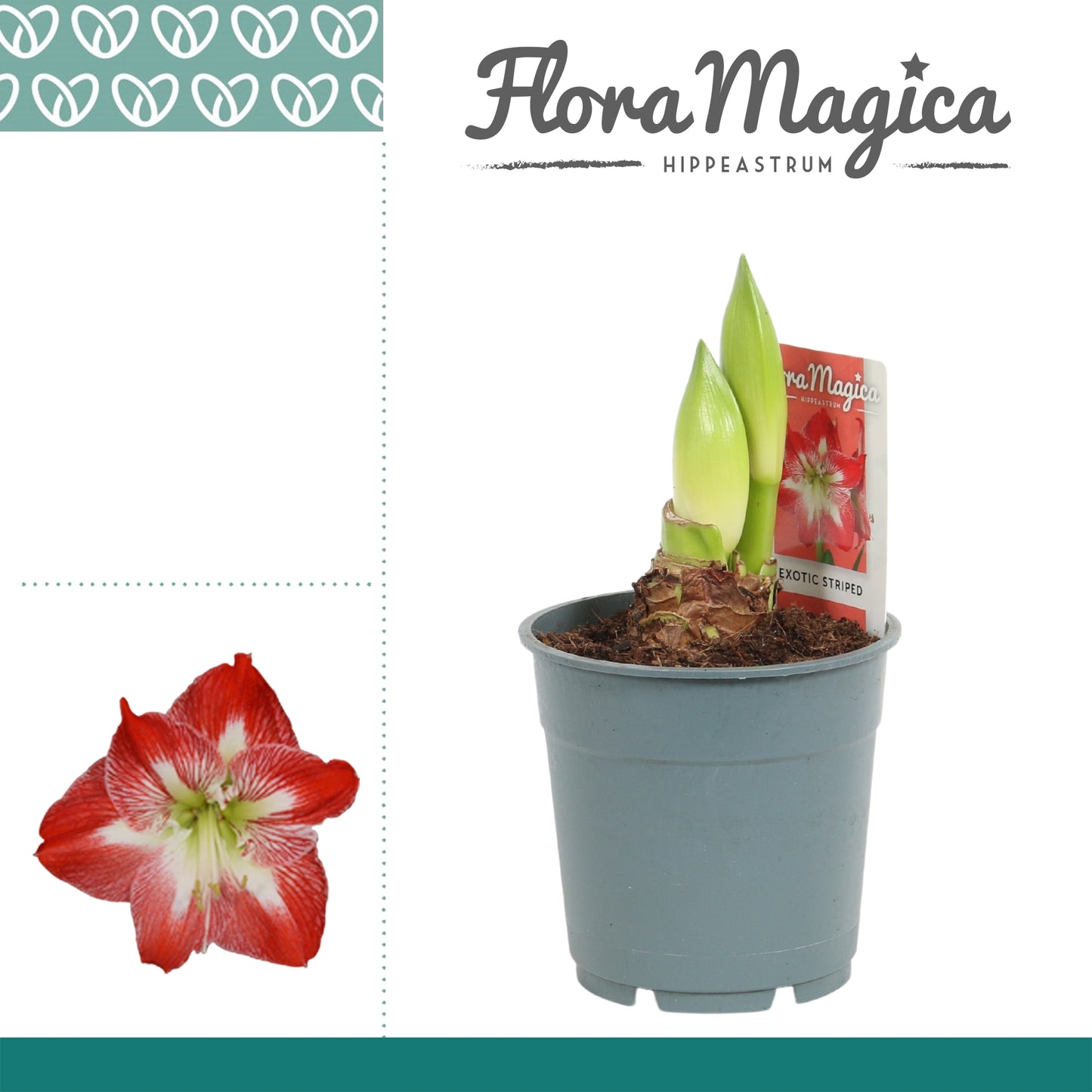 Hippeastrum 25cm 12cm Pot