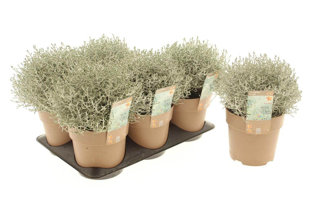 Leucophyta brownii 20cm 15cm Pot