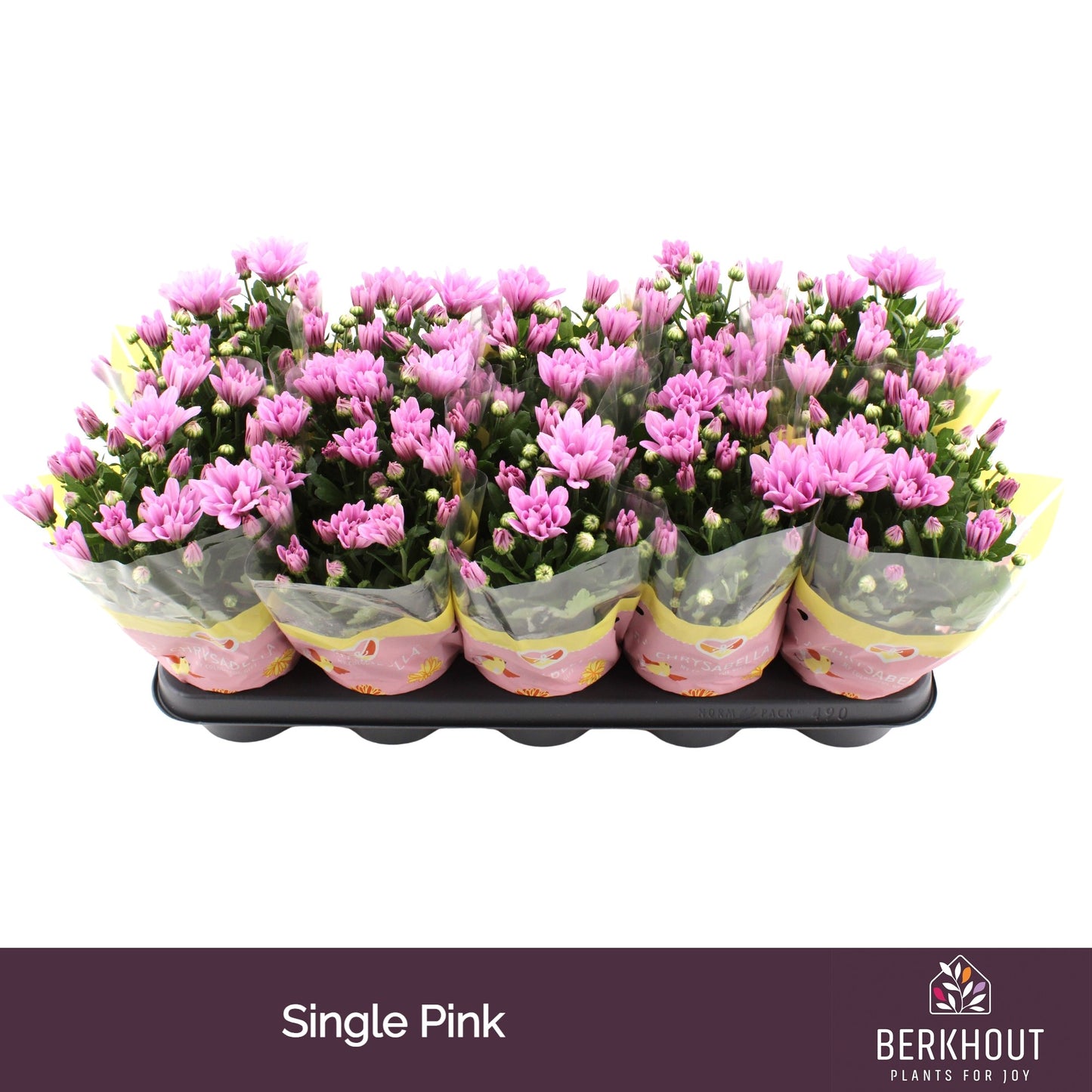 Chrysanthemum Breeze Pink 23cm 12cm Pot