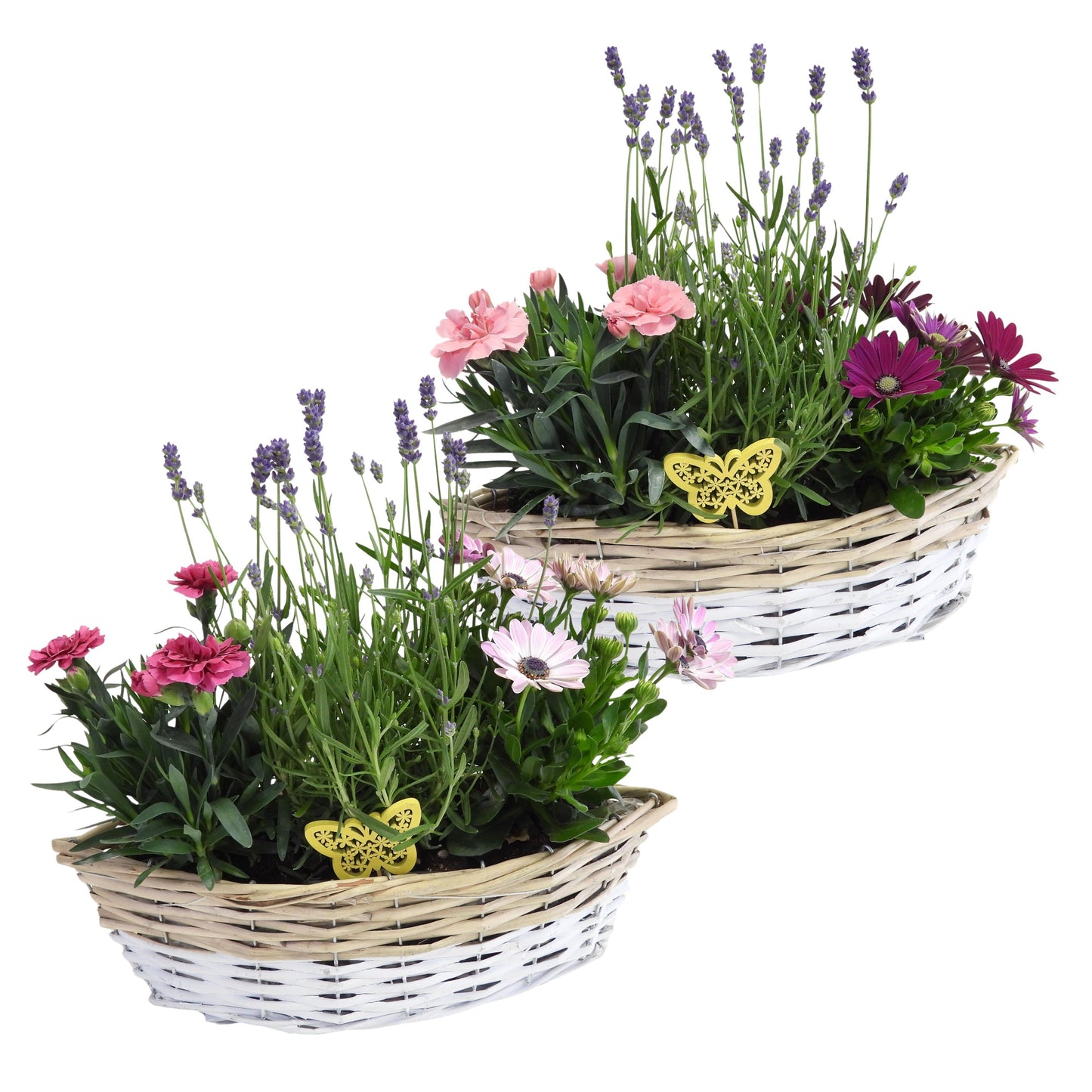 Outdoor arrangement 35cm 35cm Pot