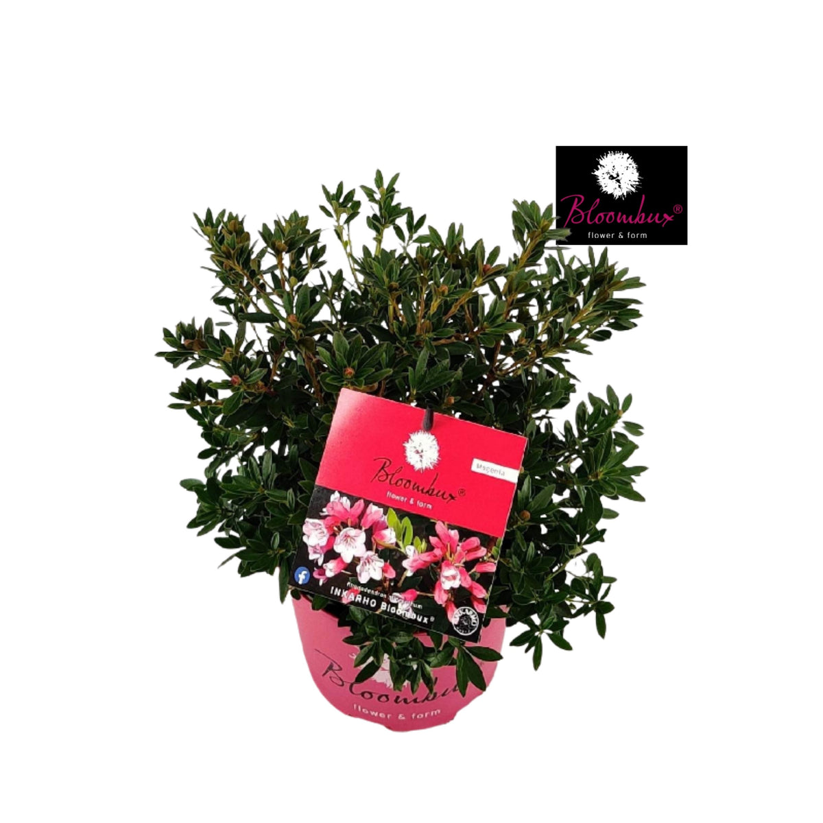 Rhododendron hippophaeoides 43cm 23cm Pot