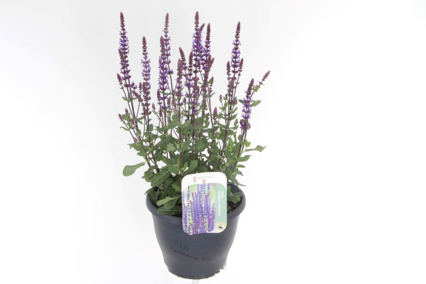 Salvia nemorosa 60cm 23cm Pot
