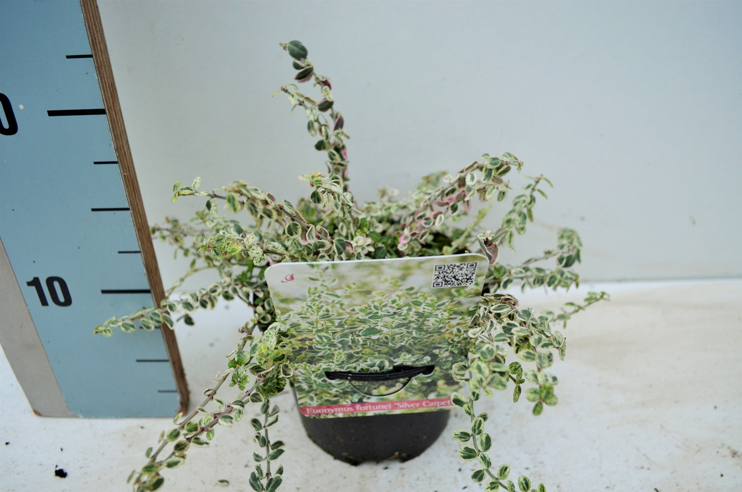 Euonymus Silvercarpet 10cm 13cm Pot