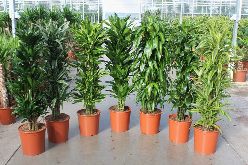 Dracaena fragrans mix 150cm 30cm Pot