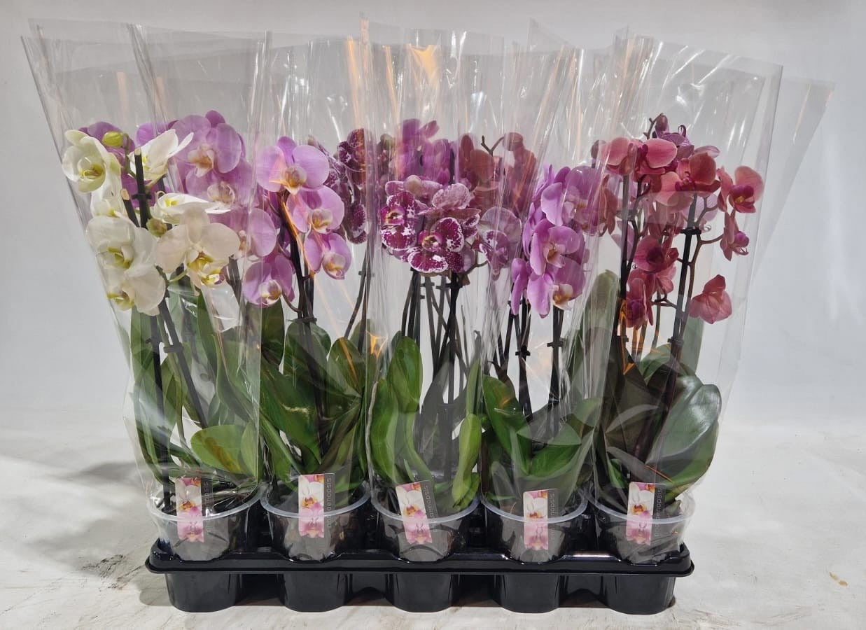 Phalaenopsis mix 4 colors 40cm 12cm Pot
