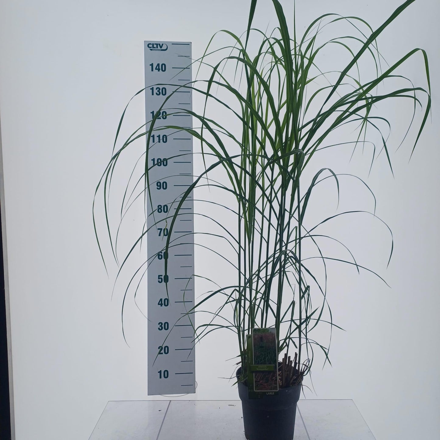 Miscanthus sin. Malepartus 150cm 23cm Pot