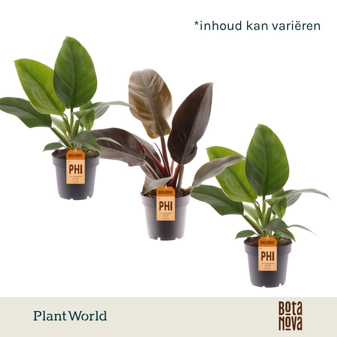 Philodendron scandens 40cm 12cm Pot