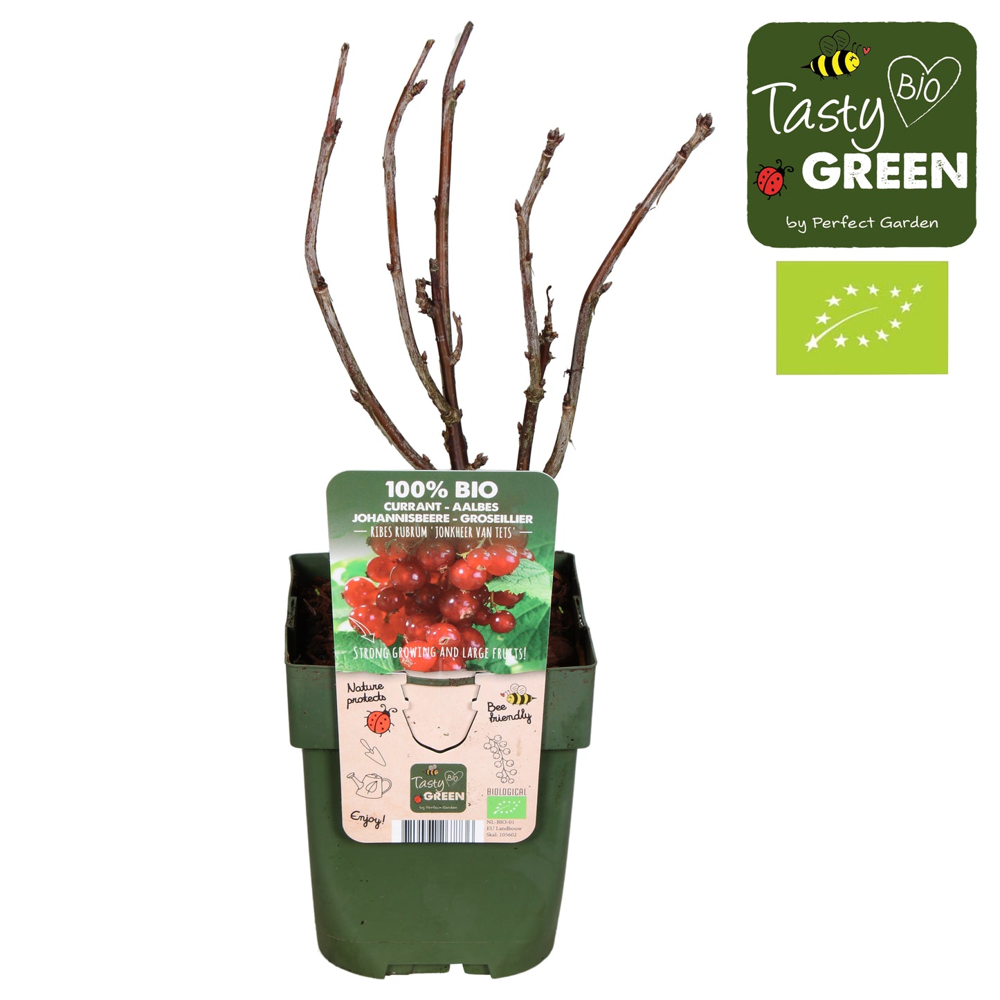 Ribes Jonkheer van Tets (Red Currant) 30cm 13cm Pot