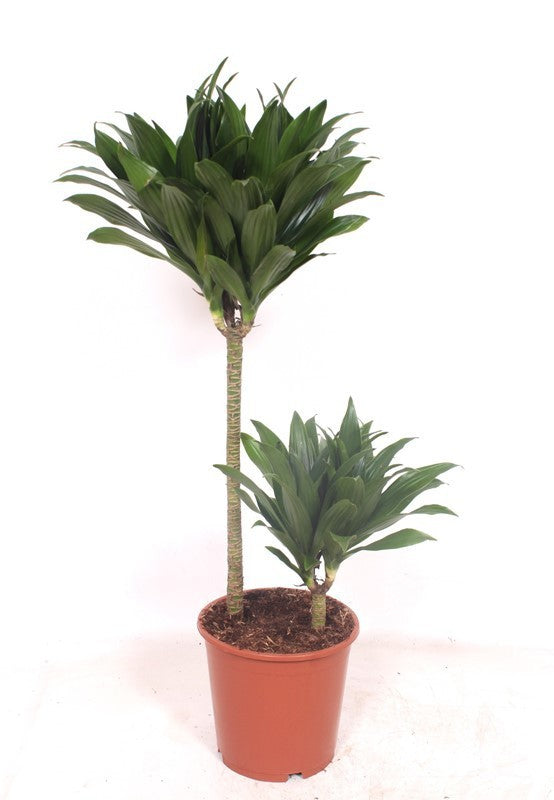 Dracaena fragrans Compacta 90cm 19cm Pot