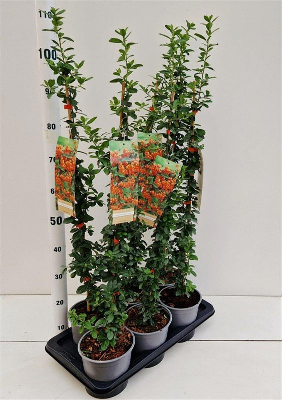 About Plants Zundert BV Pyracantha Orange Glow Pack of 1