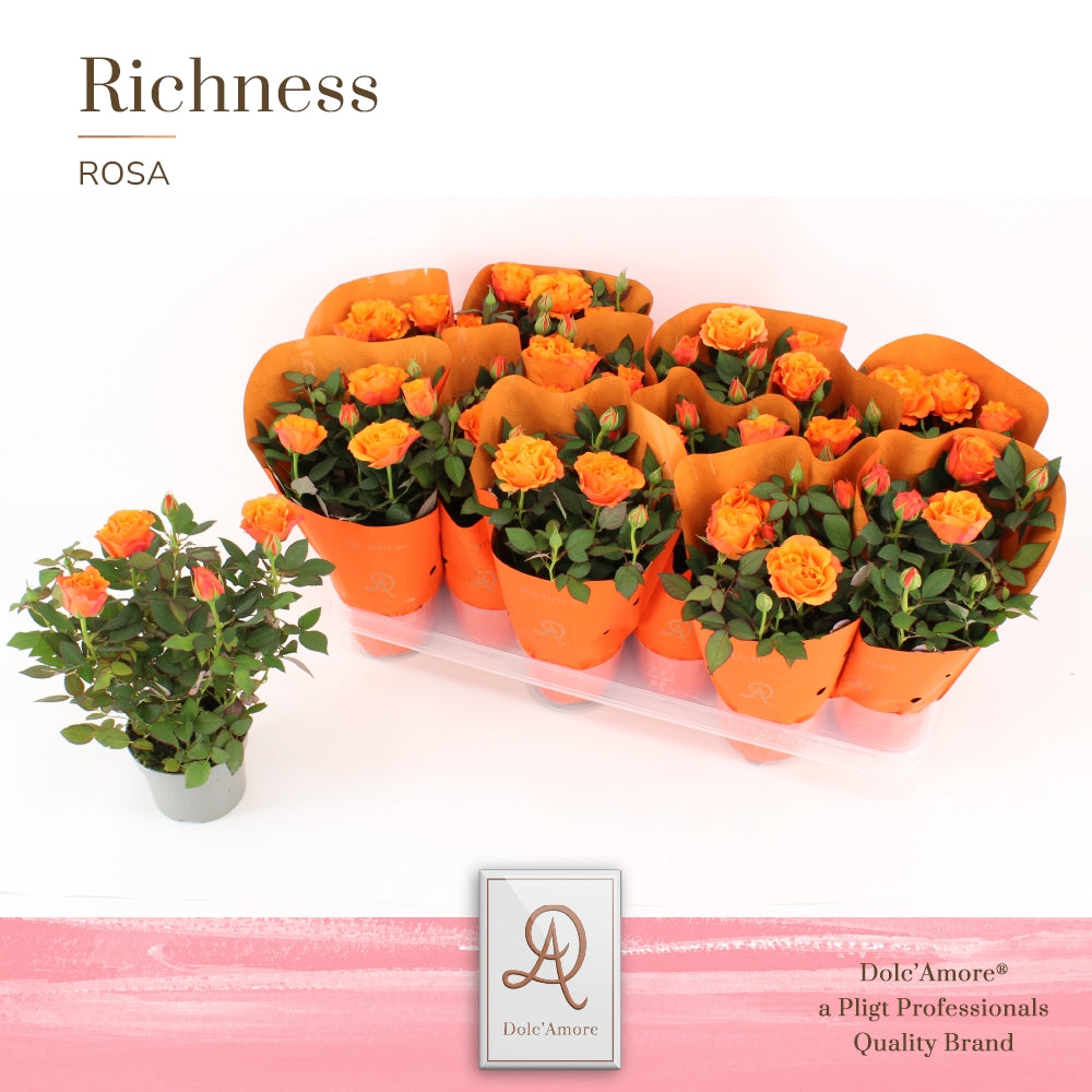 Pligt Professionals BV Rosa Kordana Grande oranje Pack of 12