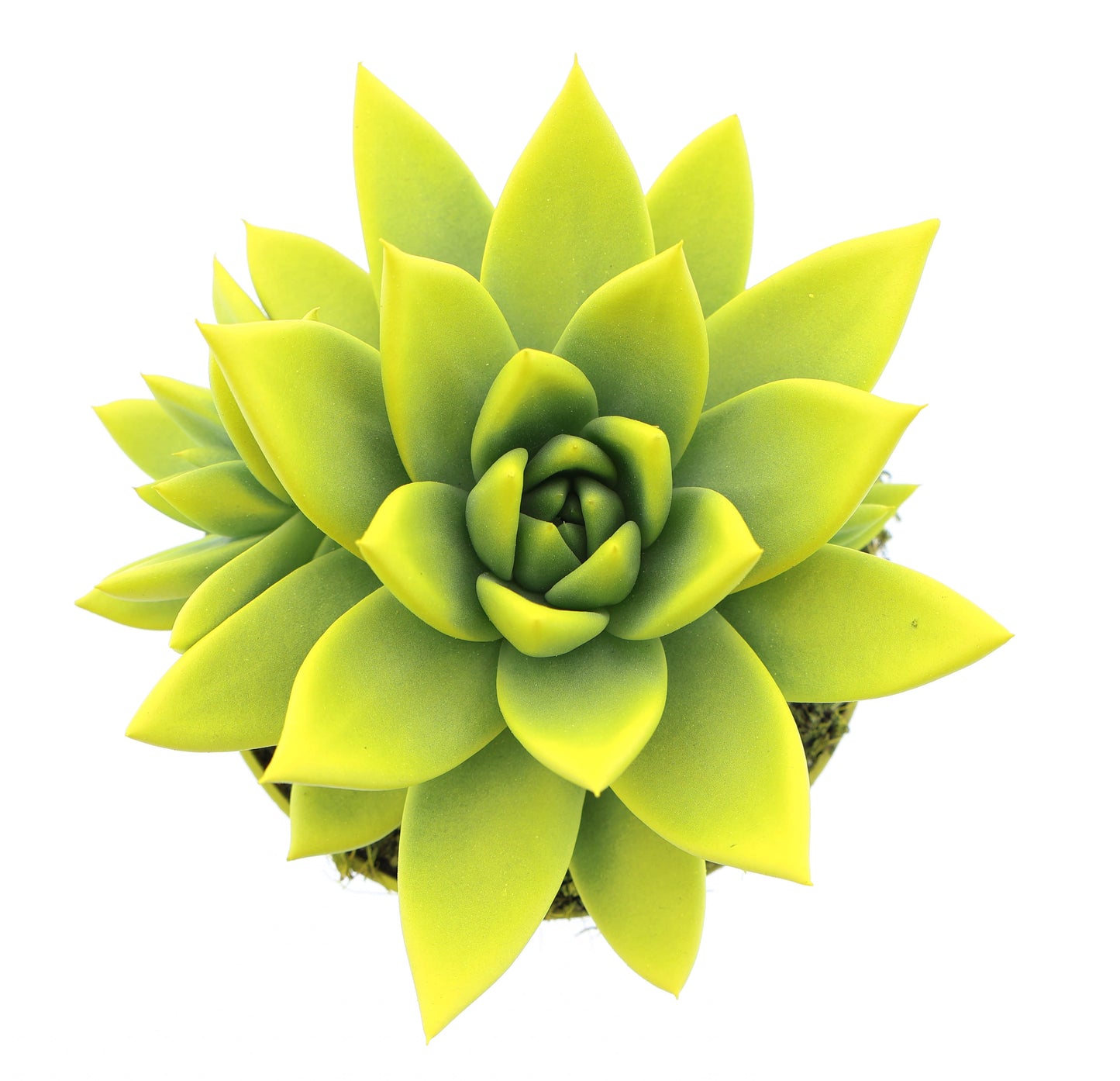 Rainbow yellow 12cm 10.5cm Pot