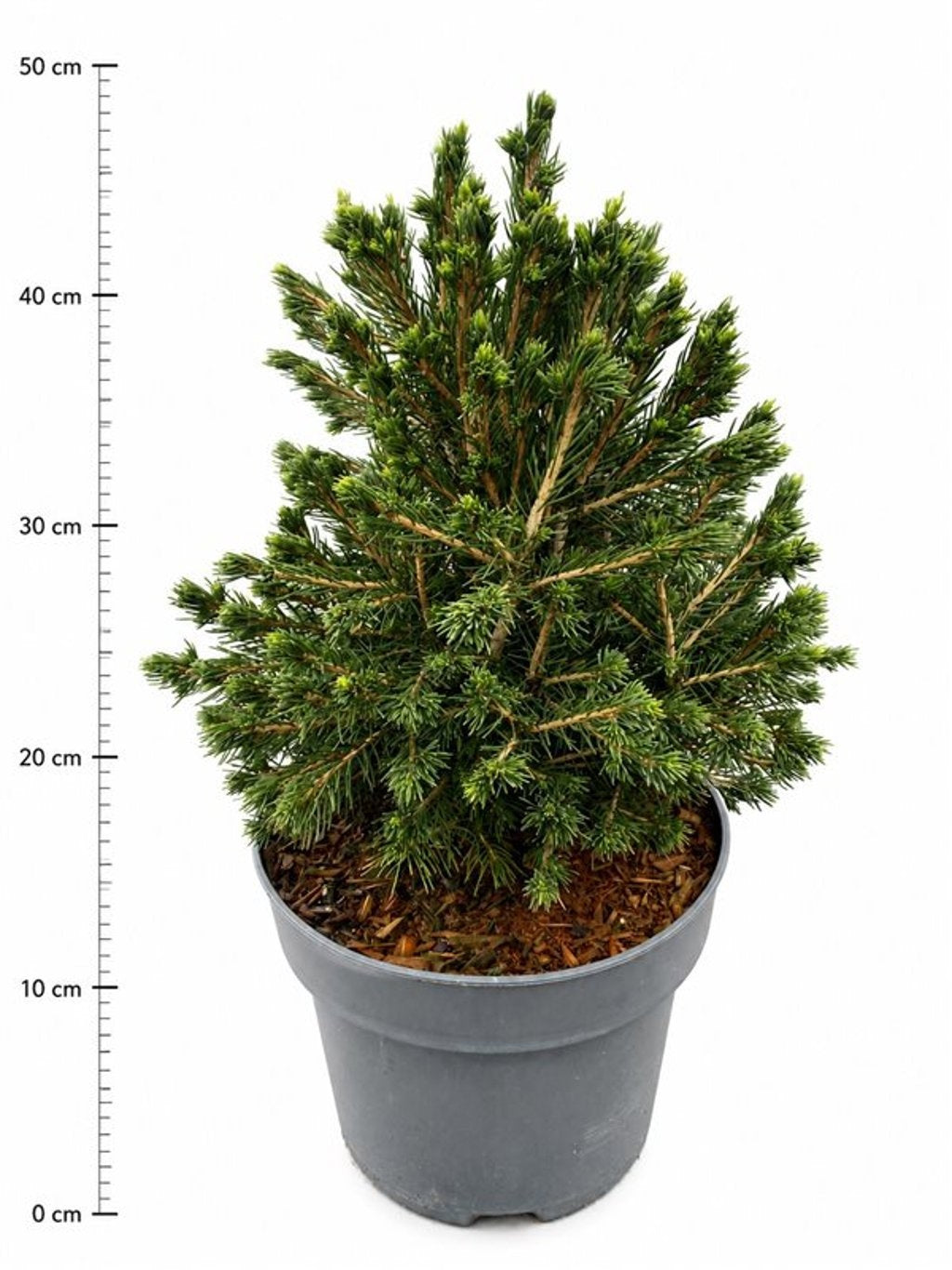 Picea 45cm 23cm Pot