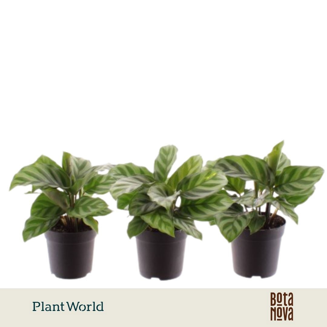 Plantworld Jogrow Calathea Freddie Pack of 16
