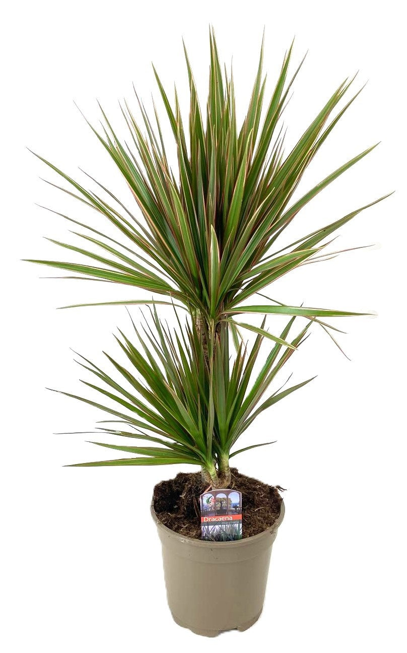 Dracaena Bicolor 75cm 17cm Pot