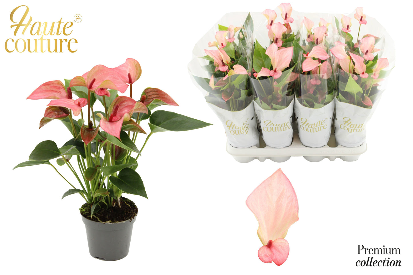 Anthurium Matata 29cm 9cm Pot