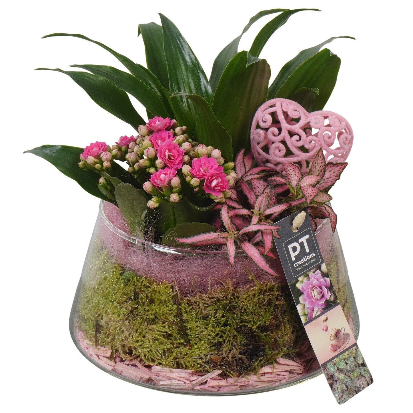 Indoor arrangement 21cm 18cm Pot