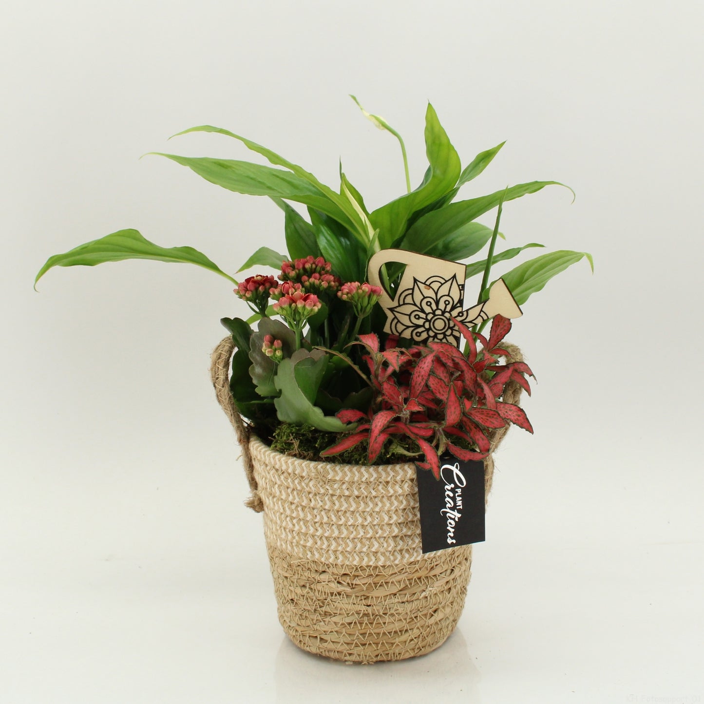 FDCR-2617R Basic Fundamentals 35cm 14cm Pot