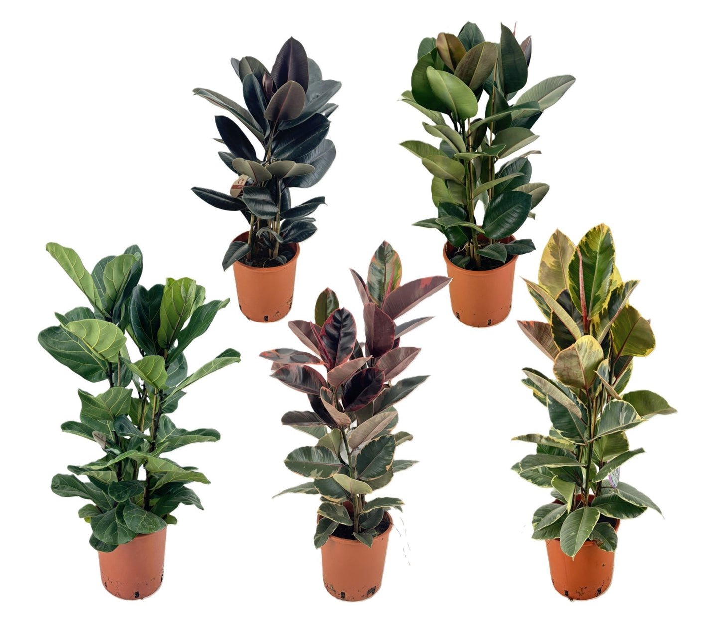 Ficus benjamina 100cm 24cm Pot