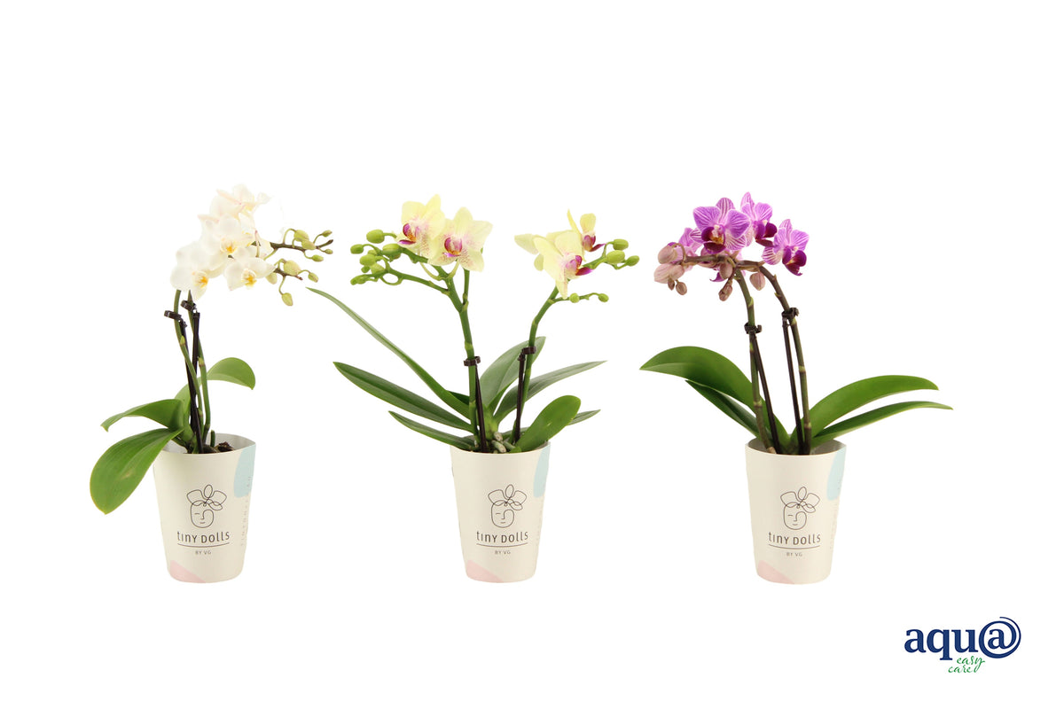Phalaenopsis hybrid 17cm 6cm Pot