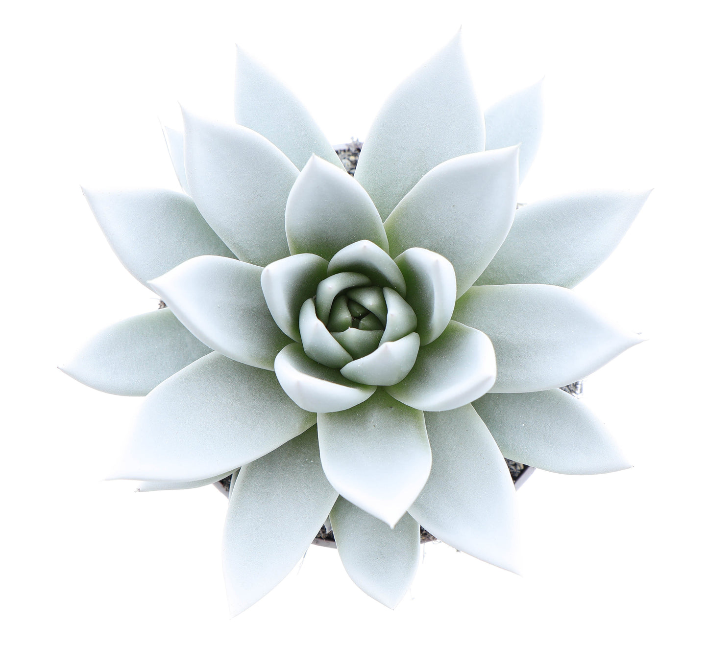Rainbow white 12cm 10.5cm Pot