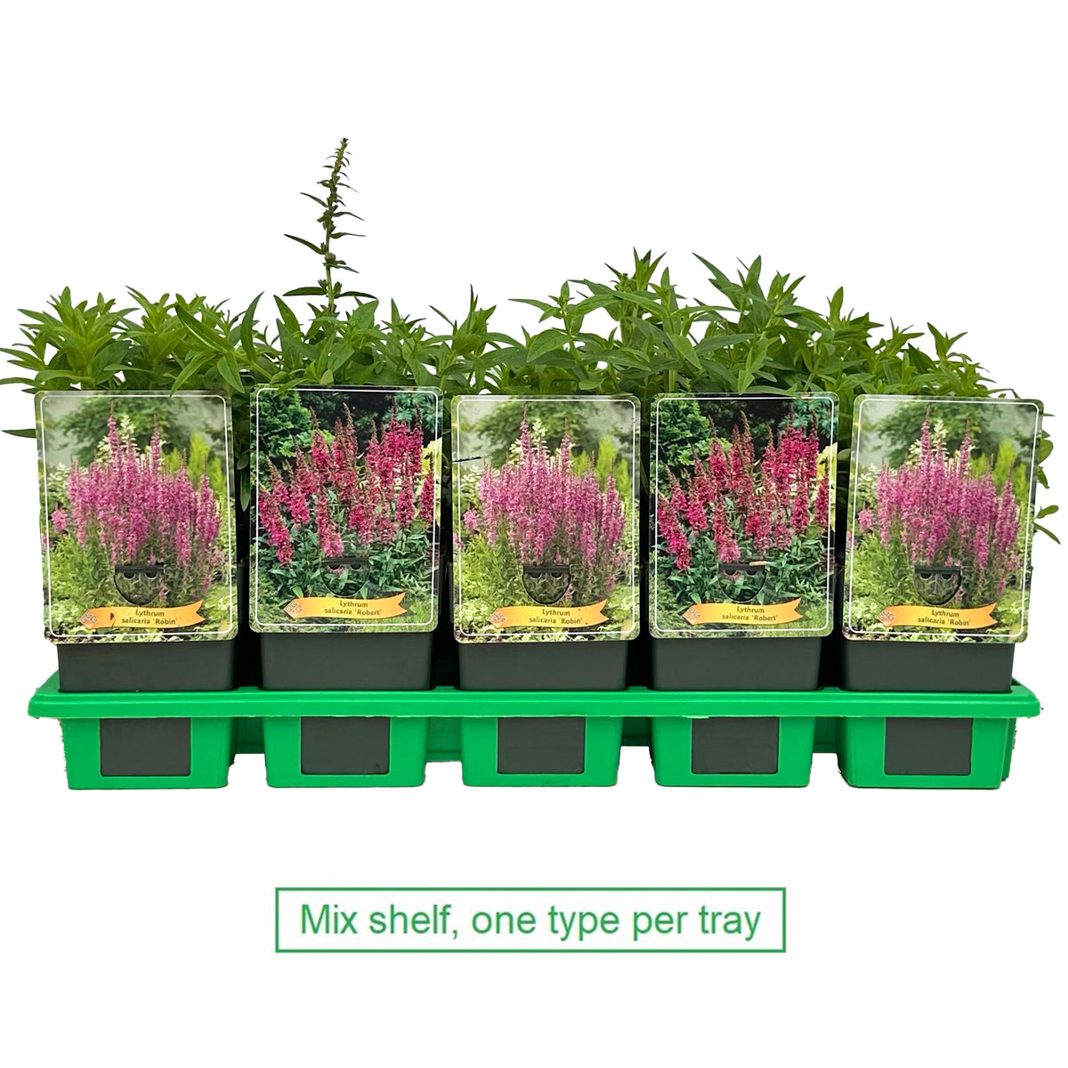 Lythrum salicaria 25cm 11cm Pot
