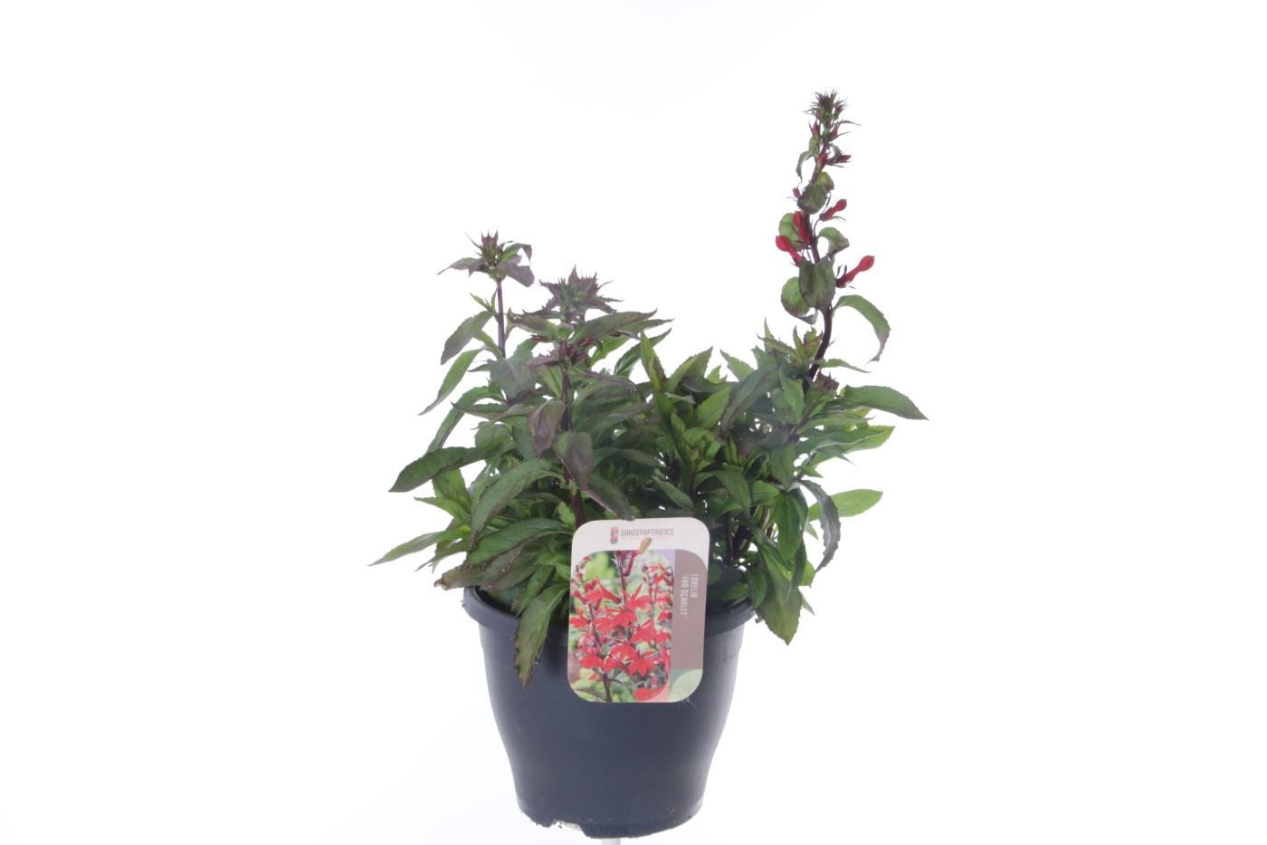 Lobelia spec. Fan Scarlet 55cm 23cm Pot