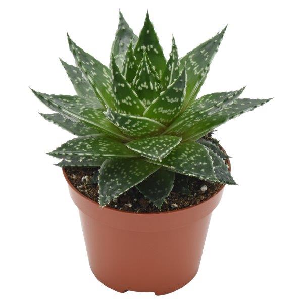 Gasteria Mufasa 13cm 510cm Pot