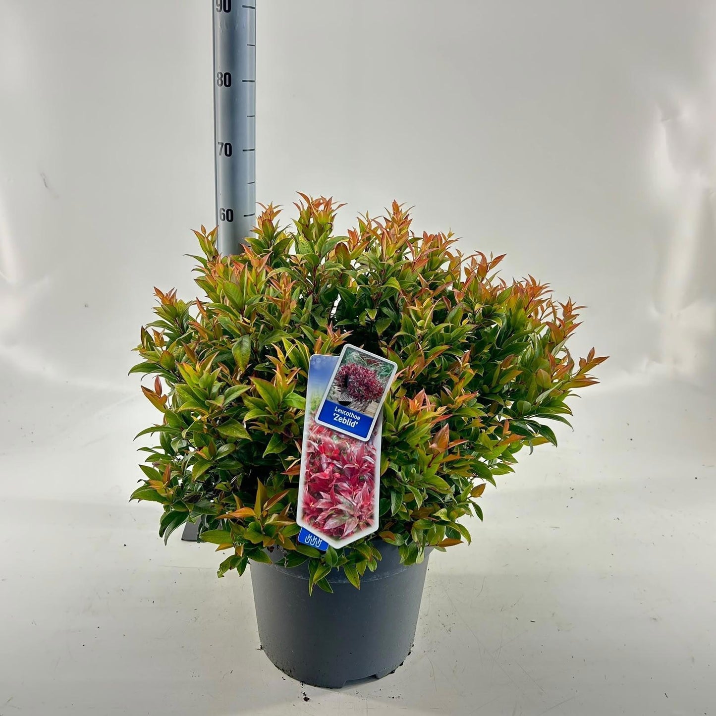Leucothoe Zeblid 60cm 32cm Pot