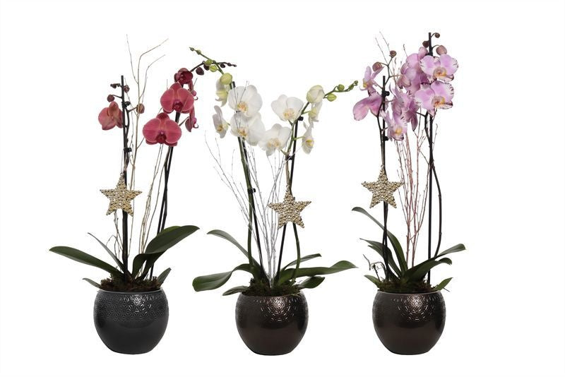 Phalaenopsis mix 55cm 12cm Pot
