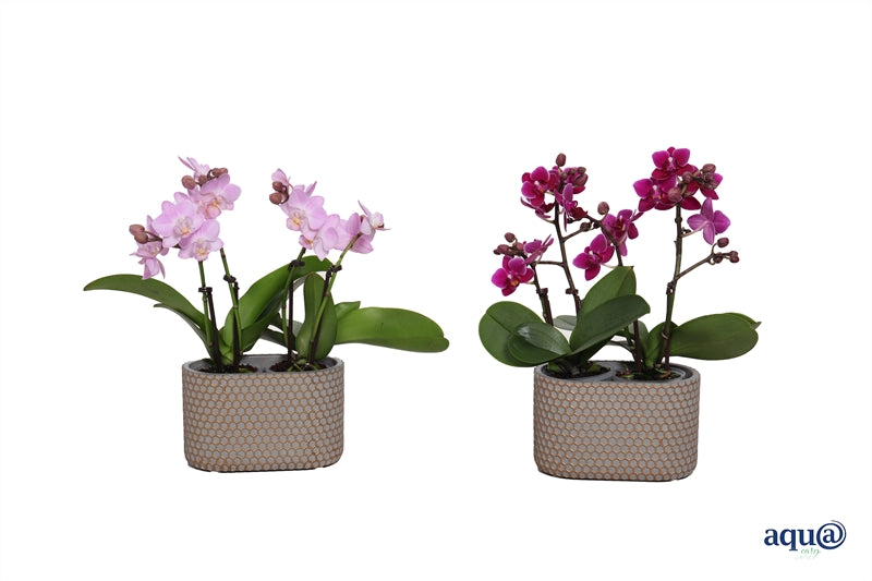 Logico Phalaenopsis hybrid Pack of 8