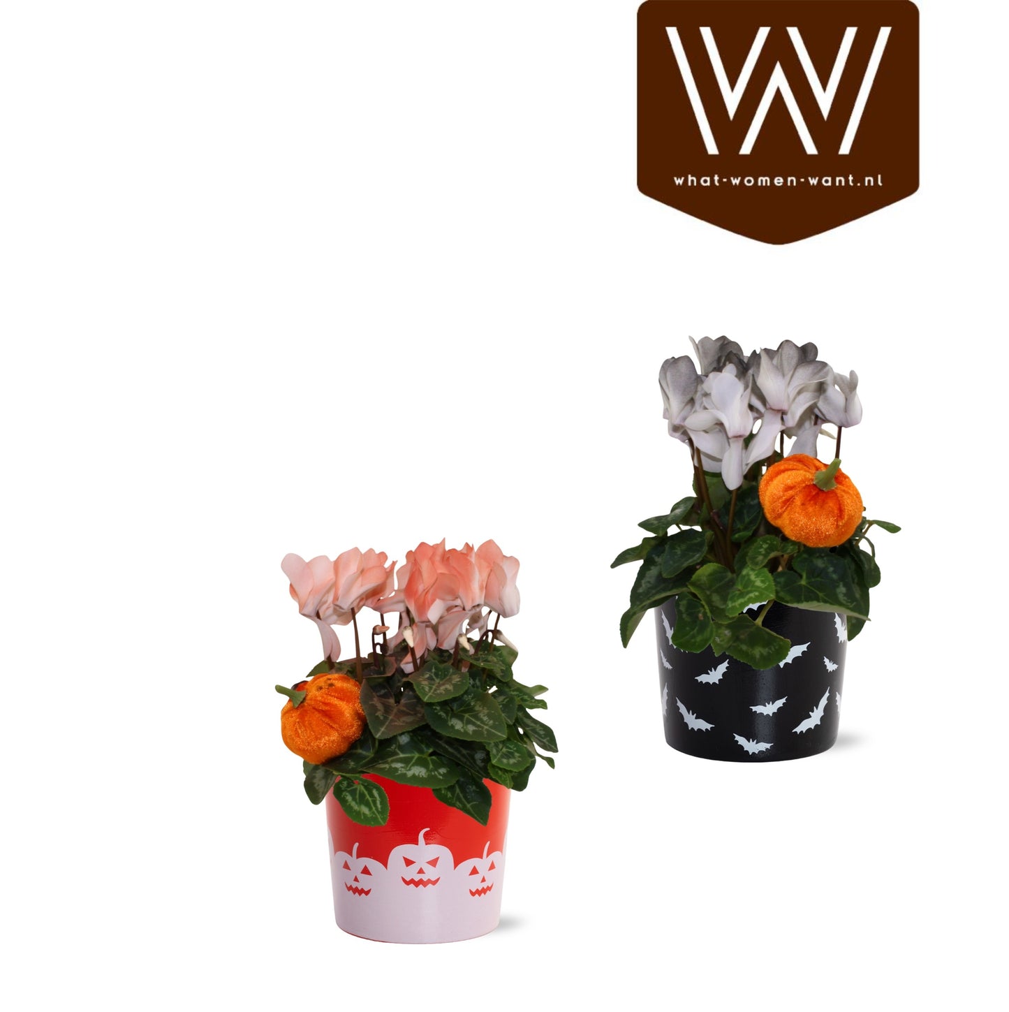 Cyclamen Allure 30cm 12cm Pot