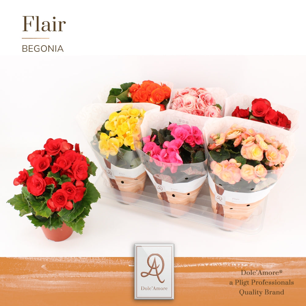 Begonia elatior mix 31cm 14cm Pot