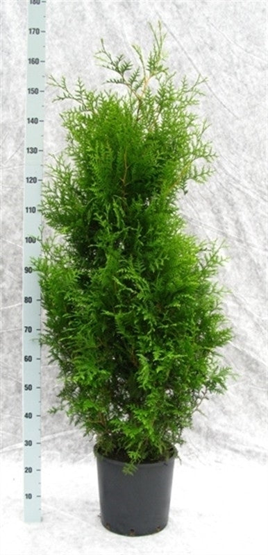 Thuja occidentalis Brabant 170cm 31cm Pot