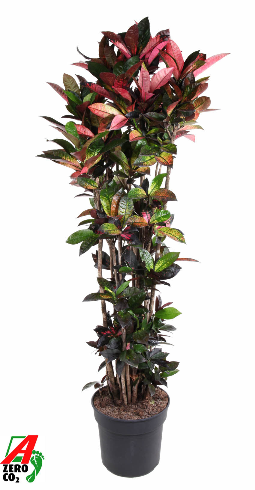 Codiaeum Mrs Iceton 200cm 40cm Pot