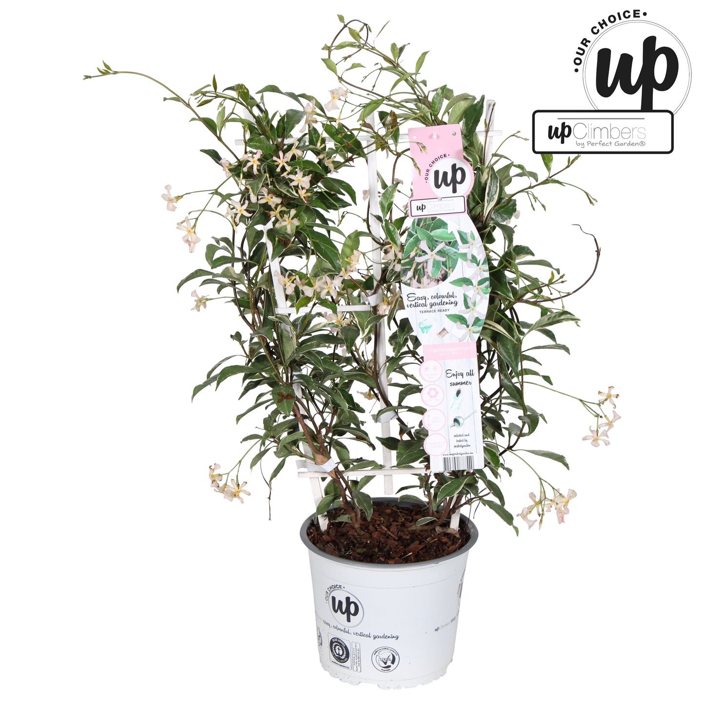 Trachelospermum jasminoides Star of Milano 70cm 19cm Pot