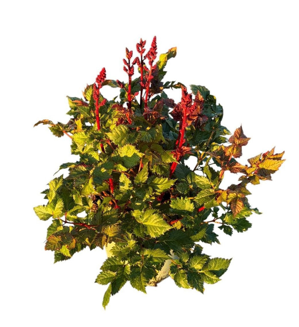 Astilbe Younique Cerise 50cm 19cm Pot