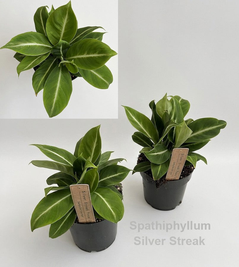 Hofstede Hovaria Spathiphyllum hybrid Pack of 8