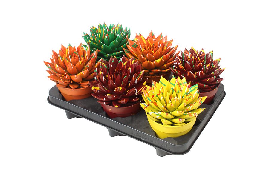 Echeveria colored autumn mix 15cm 12cm Pot
