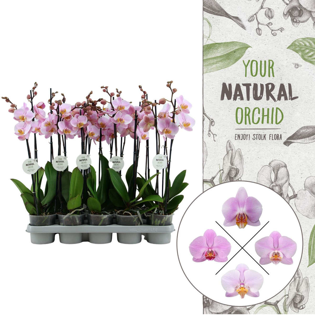 Phalaenopsis pink 60cm 12cm Pot