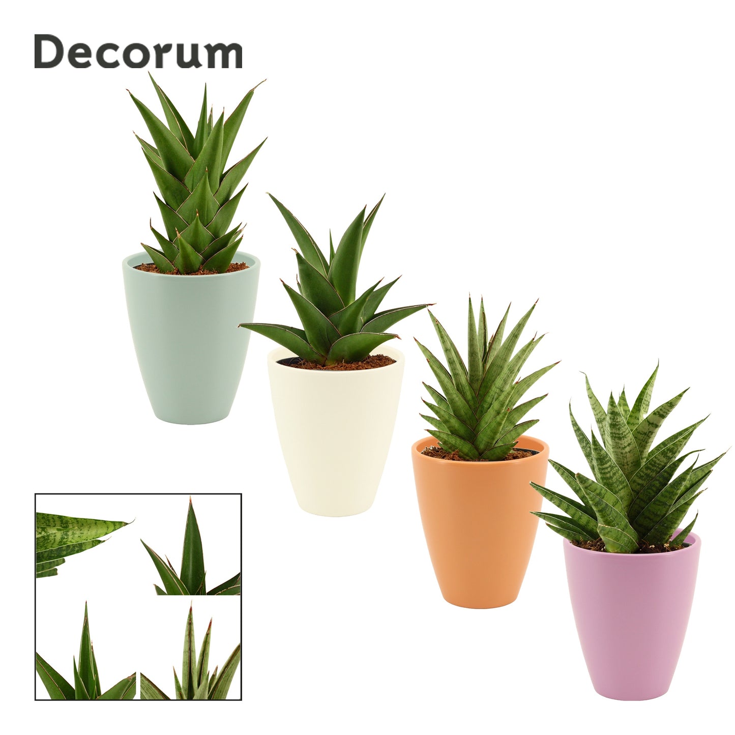 Sansevieria 25cm 12cm Pot