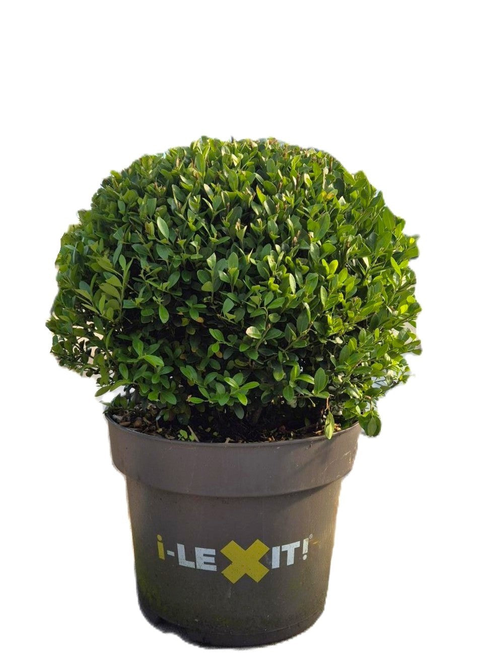 Ilex crenata Dark Green ball 60cm 29cm Pot