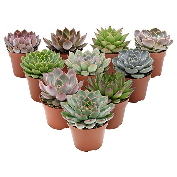 Echeveria mix 12cm 8.5cm Pot